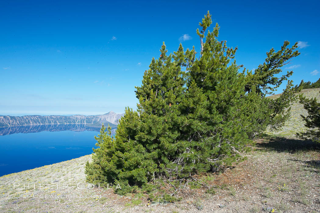 Whitebark pine, Crater Lake, Oregon. Due to harsh, almost constant winds, whitebark pines along the crater rim surrounding Crater Lake are often deformed and stunted. Crater Lake National Park, USA, Pinus albicaulis, natural history stock photograph, photo id 13946