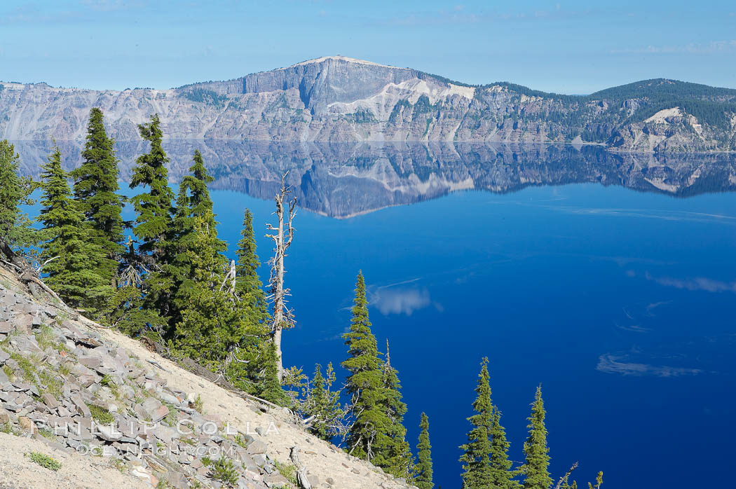 Whitebark pine, Crater Lake, Oregon. Due to harsh, almost constant winds, whitebark pines along the crater rim surrounding Crater Lake are often deformed and stunted. Crater Lake National Park, USA, Pinus albicaulis, natural history stock photograph, photo id 13949