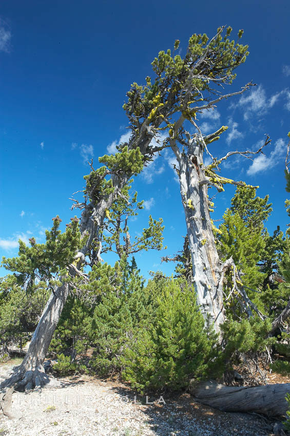 Whitebark pine, Crater Lake, Oregon. Due to harsh, almost constant winds, whitebark pines along the crater rim surrounding Crater Lake are often deformed and stunted. Crater Lake National Park, USA, Pinus albicaulis, natural history stock photograph, photo id 13947