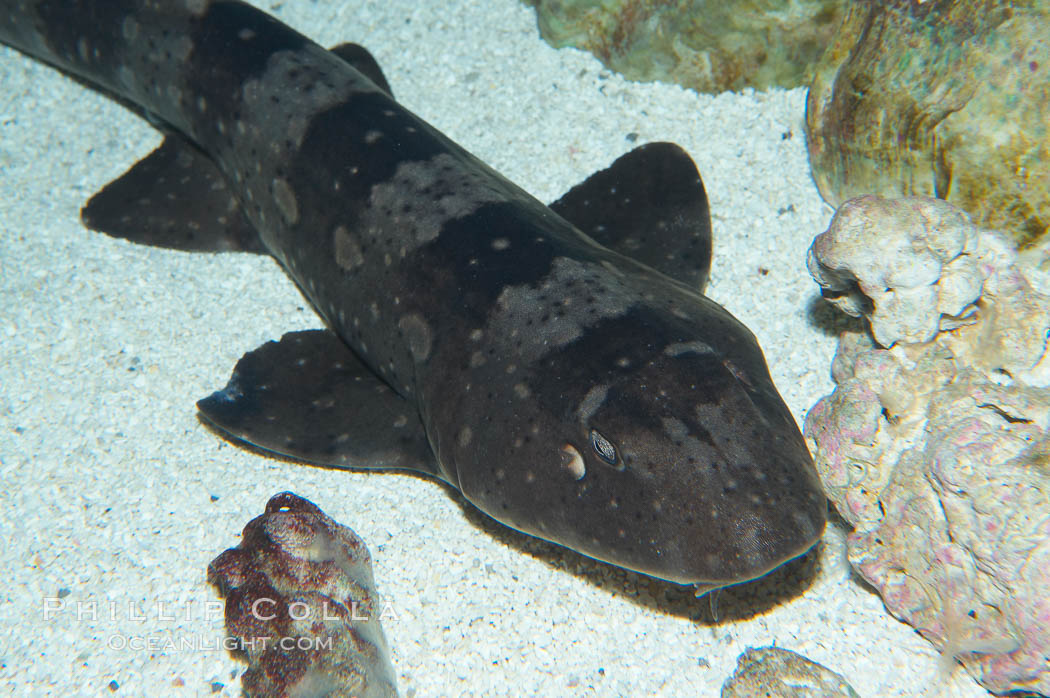 Whitespotted bamboo shark., Chiloscyllium plagiosum, natural history stock photograph, photo id 14962