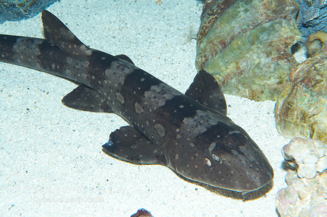 Whitespotted bamboo shark., Chiloscyllium plagiosum, natural history stock photograph, photo id 14964