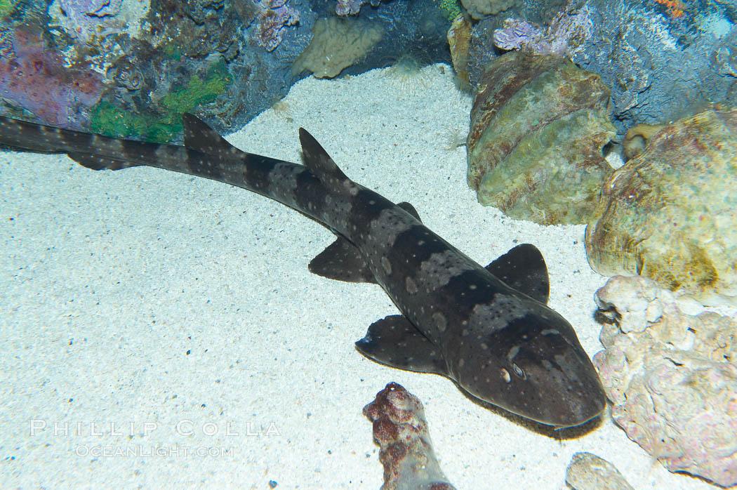 Whitespotted bamboo shark., Chiloscyllium plagiosum, natural history stock photograph, photo id 14963