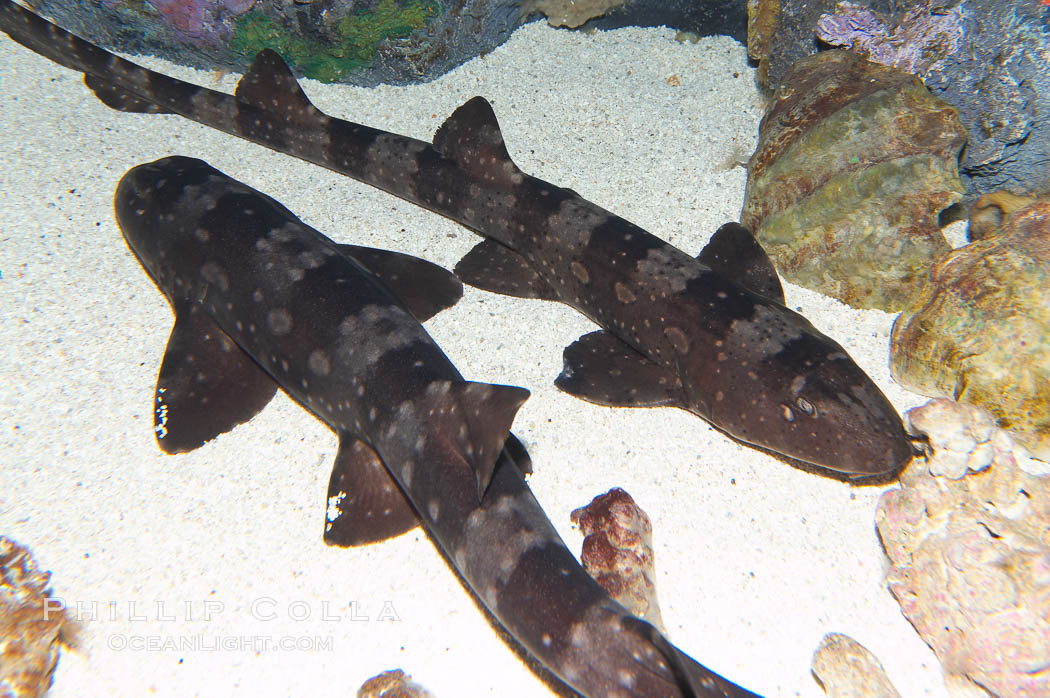 Whitespotted bamboo shark., Chiloscyllium plagiosum, natural history stock photograph, photo id 14965