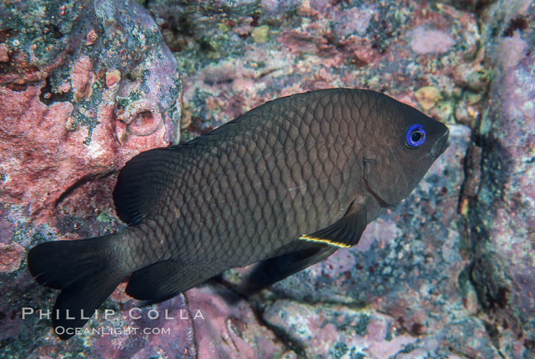 Whitetail gregory. Guadalupe Island (Isla Guadalupe), Baja California, Mexico, Stegastes leucorus leucorus, natural history stock photograph, photo id 02400