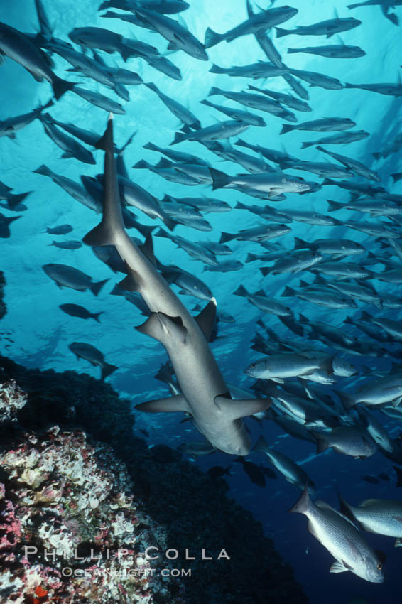 White-tip reef shark. Cocos Island, Costa Rica, Triaenodon obesus, natural history stock photograph, photo id 02014