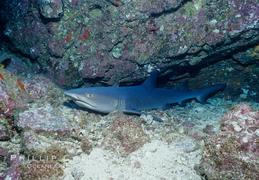 Whitetip reef shark. Cocos Island, Costa Rica, Triaenodon obesus, natural history stock photograph, photo id 03281
