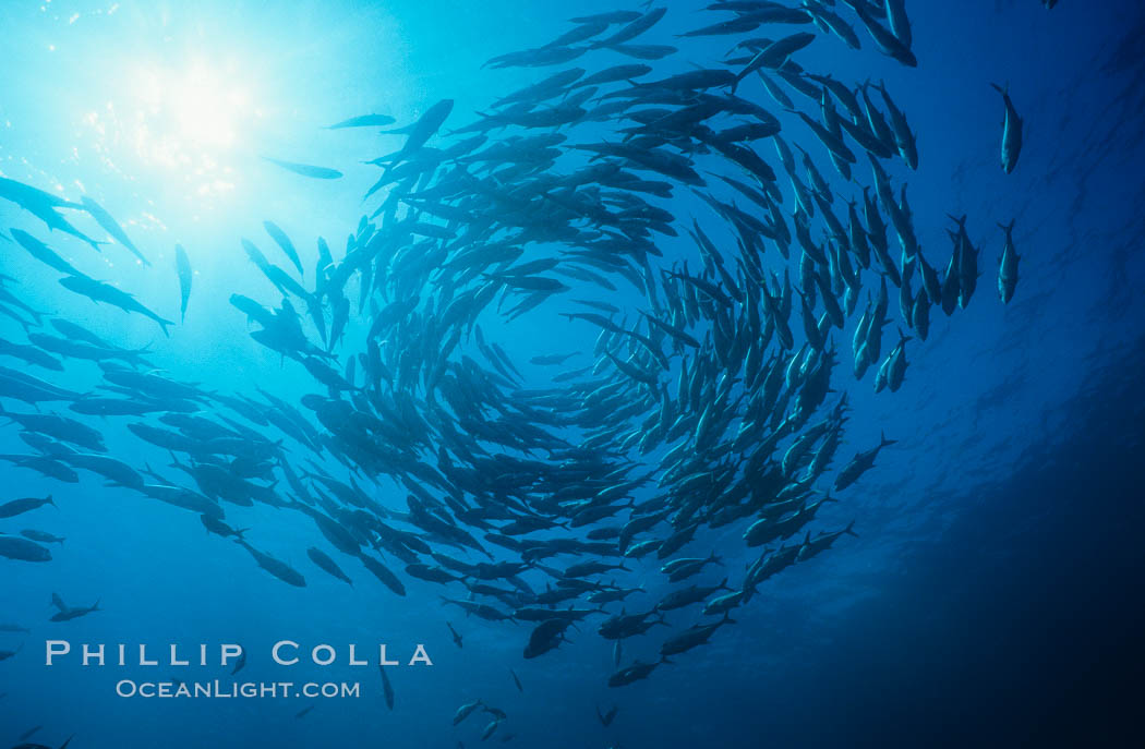 Whitetip reef shark. Cocos Island, Costa Rica, Triaenodon obesus, natural history stock photograph, photo id 03282