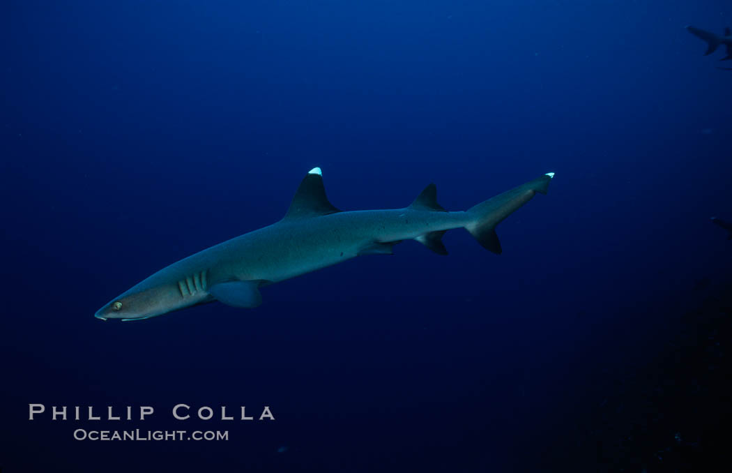 White-tip reef shark. Cocos Island, Costa Rica, Triaenodon obesus, natural history stock photograph, photo id 02011