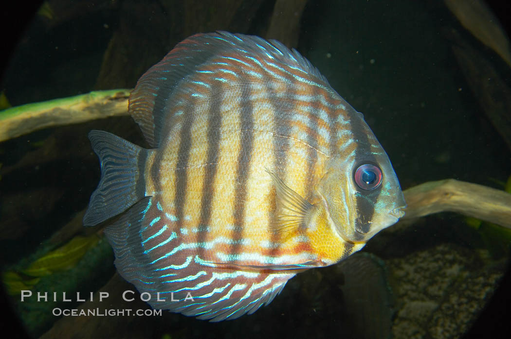 Wild discus.  The female wild discuss will lay several hundred eggs and guard them until they hatch.  Once they emerge, the young fish attach themselves to the sides of their parents for the first few weeks of their lives, feeding on a milky secretion produced by glands in the parents flanks., Symphysodon discus, natural history stock photograph, photo id 13955