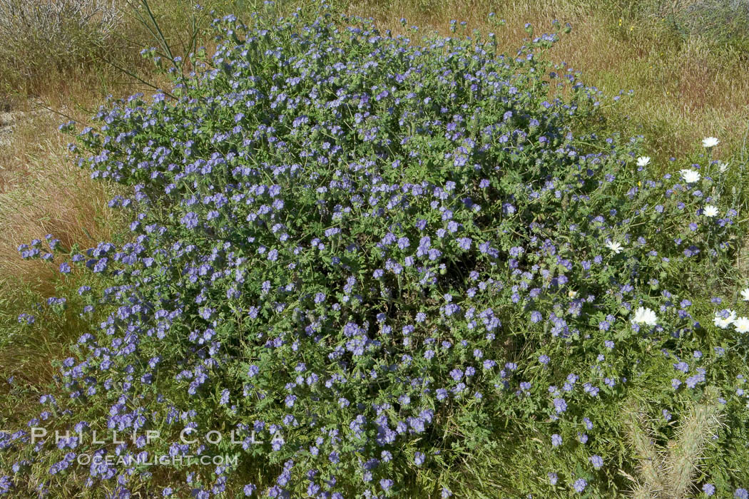 Wild heliotrope, Glorietta Canyon.  Heavy winter rains led to a historic springtime bloom in 2005, carpeting the entire desert in vegetation and color for months. Anza-Borrego Desert State Park, Borrego Springs, California, USA, Phacelia distans, natural history stock photograph, photo id 10935