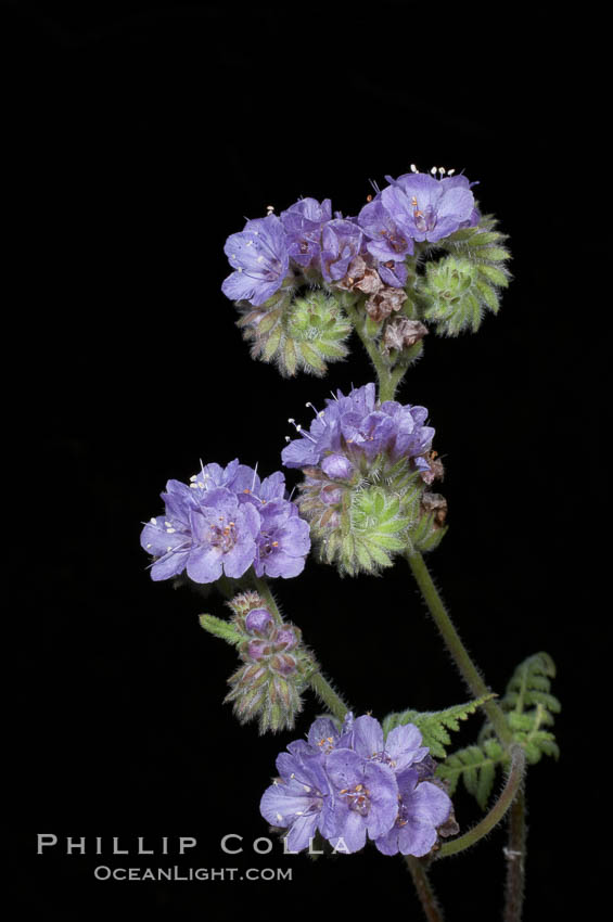 Wild heliotrope blooms in spring, Batiquitos Lagoon, Carlsbad. California, USA, Phacelia distans, natural history stock photograph, photo id 11692