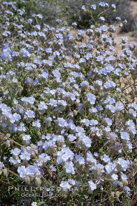 Wild heliotrope, an ephemeral shrub of the Colorado Desert. Joshua Tree National Park, California, USA, Phacelia distans, natural history stock photograph, photo id 09113