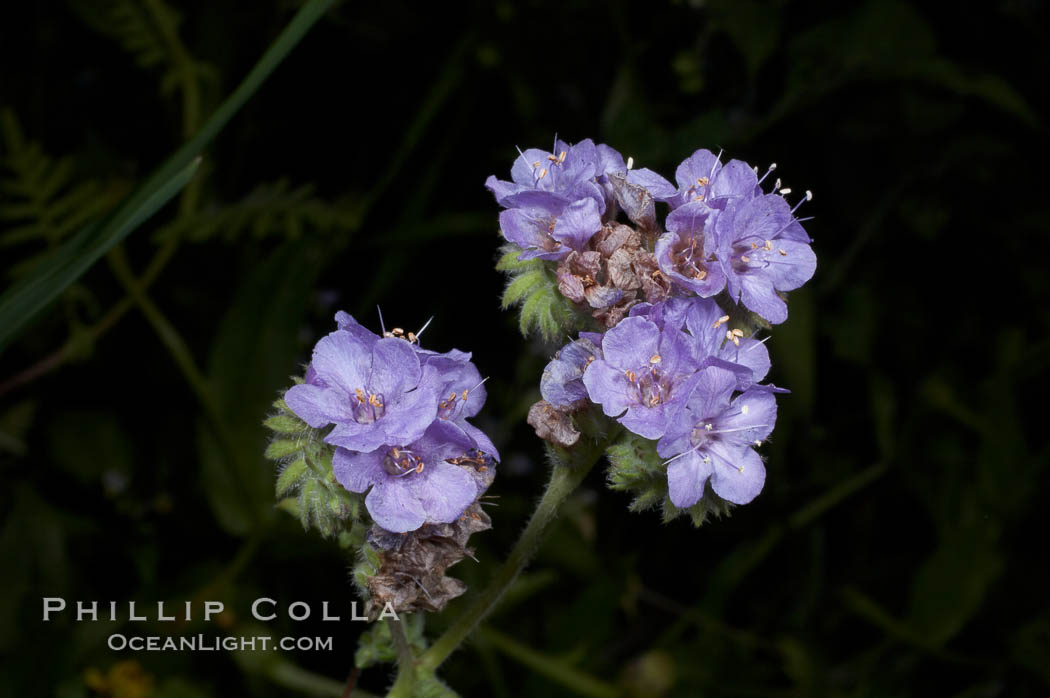 Wild heliotrope blooms in spring, Batiquitos Lagoon, Carlsbad. California, USA, Phacelia distans, natural history stock photograph, photo id 11689