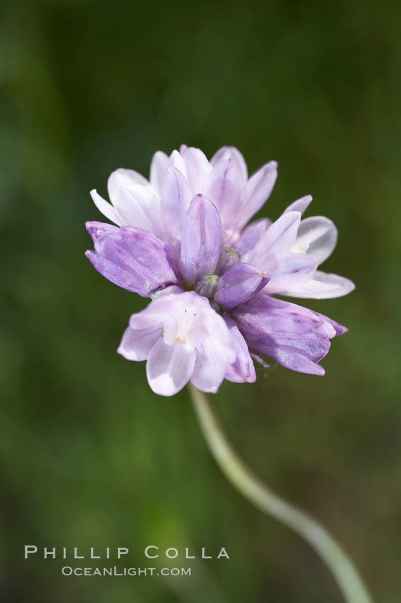 Wild hyacinth blooms in spring, Batiquitos Lagoon, Carlsbad. California, USA, Dichelostemma capitatum capitatum, natural history stock photograph, photo id 11530