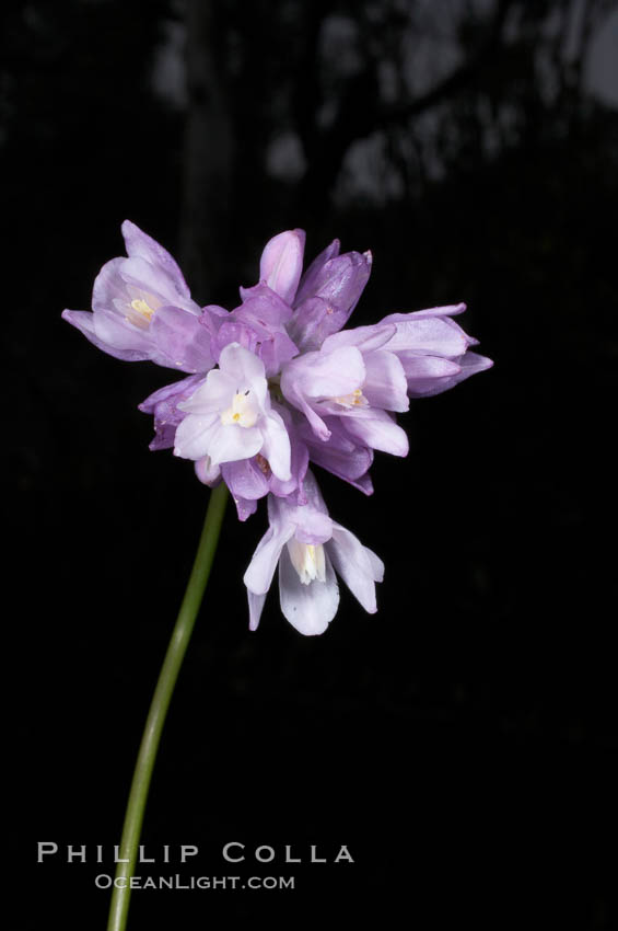 Wild hyacinth blooms in spring, Batiquitos Lagoon, Carlsbad. California, USA, Dichelostemma capitatum capitatum, natural history stock photograph, photo id 11534