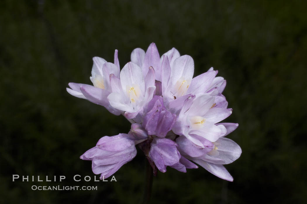 Wild hyacinth blooms in spring, Batiquitos Lagoon, Carlsbad. California, USA, Dichelostemma capitatum capitatum, natural history stock photograph, photo id 11546