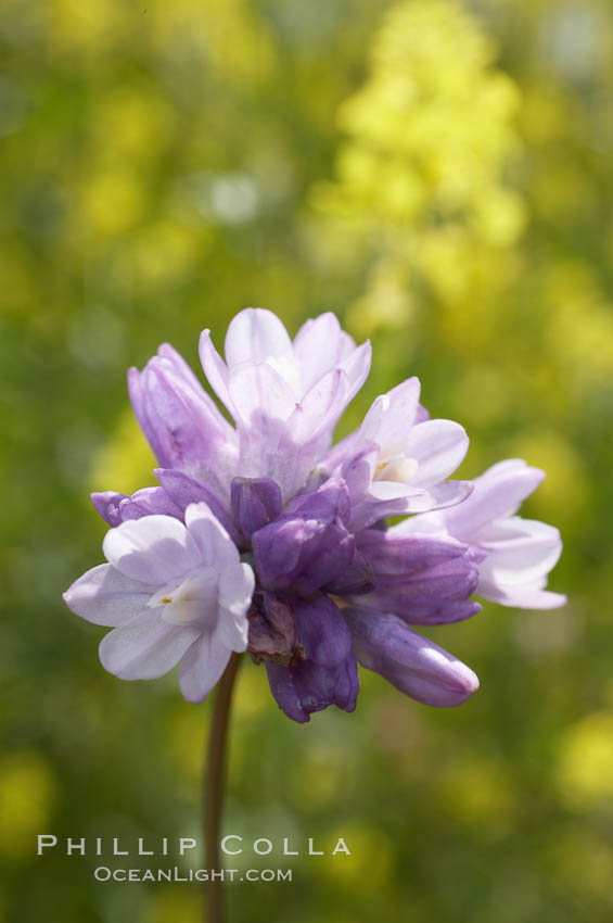 Wild hyacinth blooms in spring, Batiquitos Lagoon, Carlsbad. California, USA, Dichelostemma capitatum capitatum, natural history stock photograph, photo id 11532
