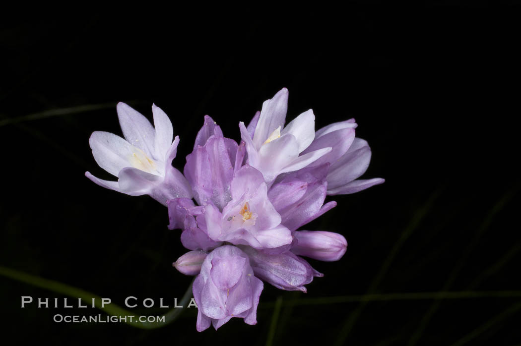 Wild hyacinth blooms in spring, Batiquitos Lagoon, Carlsbad. California, USA, Dichelostemma capitatum capitatum, natural history stock photograph, photo id 11540