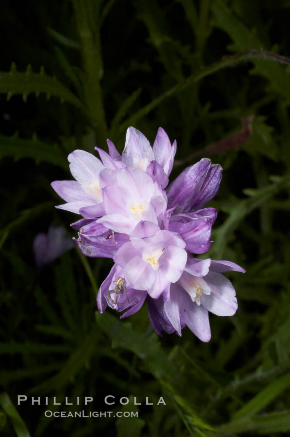 Wild hyacinth blooms in spring, Batiquitos Lagoon, Carlsbad. California, USA, Dichelostemma capitatum capitatum, natural history stock photograph, photo id 11544