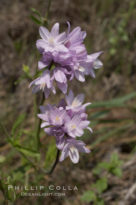 Wild hyacinth blooms in spring, Batiquitos Lagoon, Carlsbad. California, USA, Dichelostemma capitatum capitatum, natural history stock photograph, photo id 11531