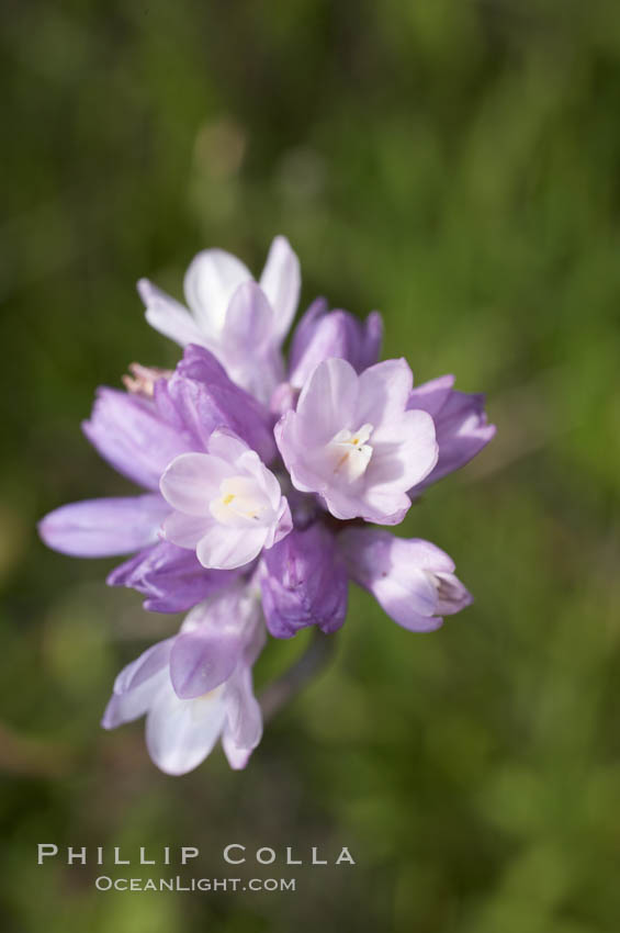 Wild hyacinth blooms in spring, Batiquitos Lagoon, Carlsbad. California, USA, Dichelostemma capitatum capitatum, natural history stock photograph, photo id 11535