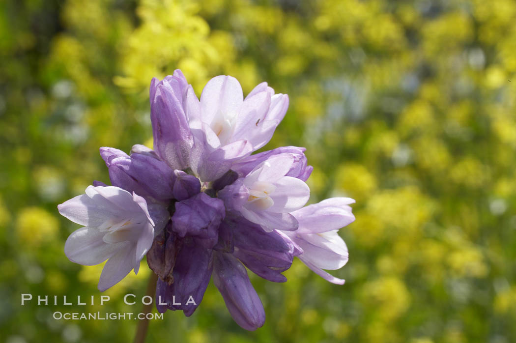 Wild hyacinth blooms in spring, Batiquitos Lagoon, Carlsbad. California, USA, Dichelostemma capitatum capitatum, natural history stock photograph, photo id 11539