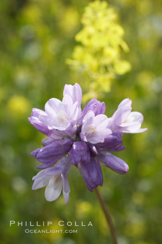 Wild hyacinth blooms in spring, Batiquitos Lagoon, Carlsbad. California, USA, Dichelostemma capitatum capitatum, natural history stock photograph, photo id 11533