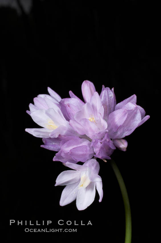 Wild hyacinth blooms in spring, Batiquitos Lagoon, Carlsbad. California, USA, Dichelostemma capitatum capitatum, natural history stock photograph, photo id 11537