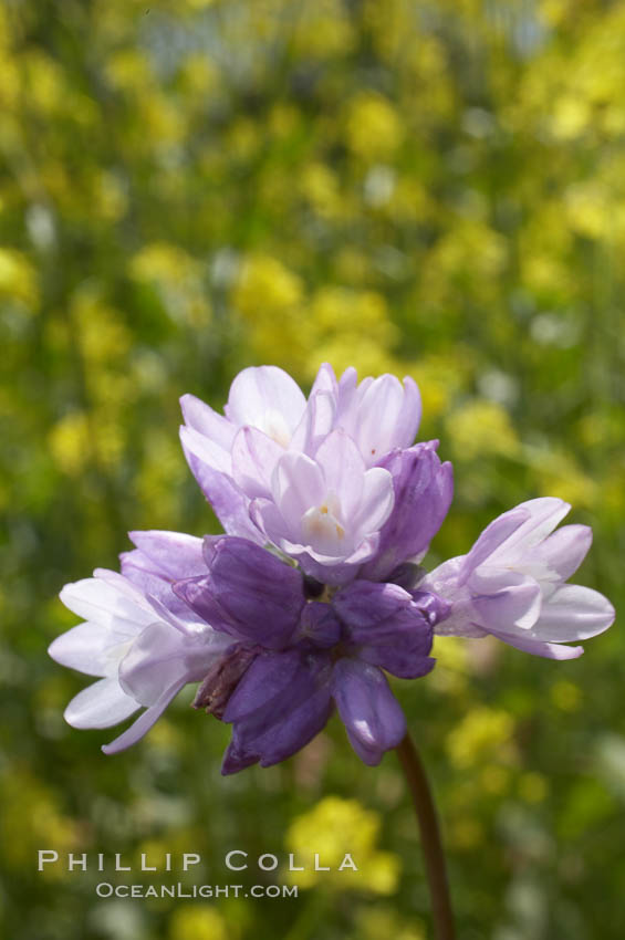 Wild hyacinth blooms in spring, Batiquitos Lagoon, Carlsbad. California, USA, Dichelostemma capitatum capitatum, natural history stock photograph, photo id 11541