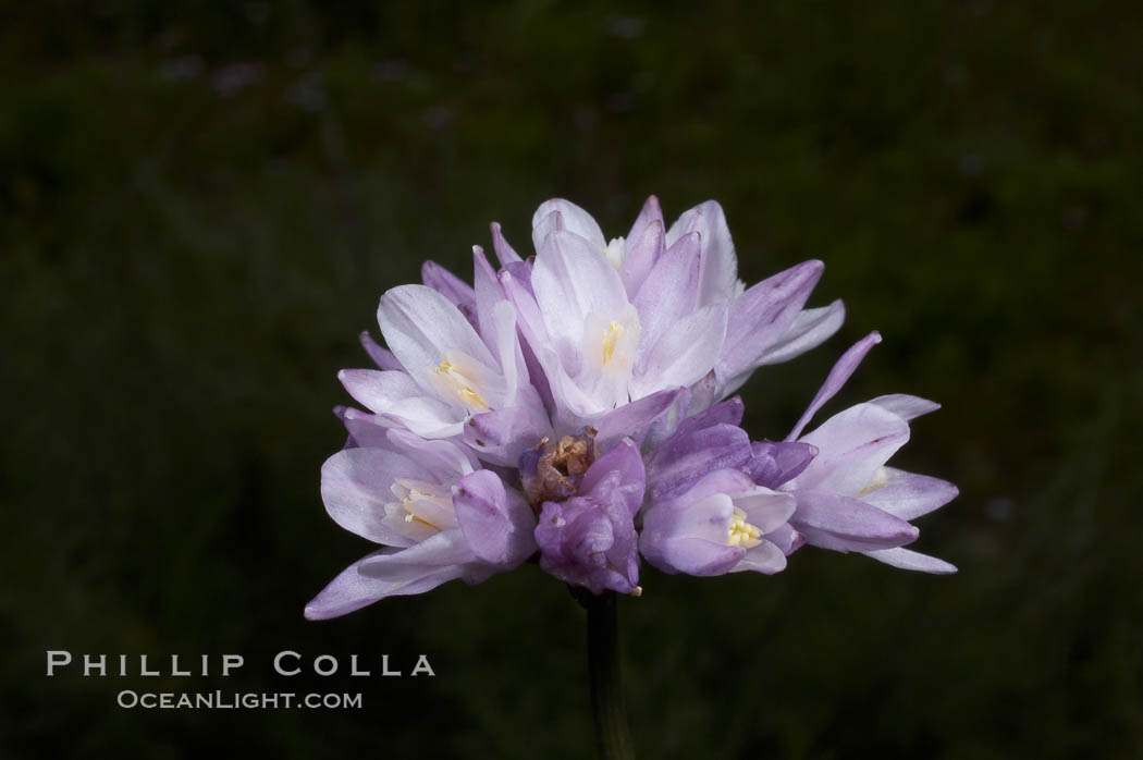 Wild hyacinth blooms in spring, Batiquitos Lagoon, Carlsbad. California, USA, Dichelostemma capitatum capitatum, natural history stock photograph, photo id 11545