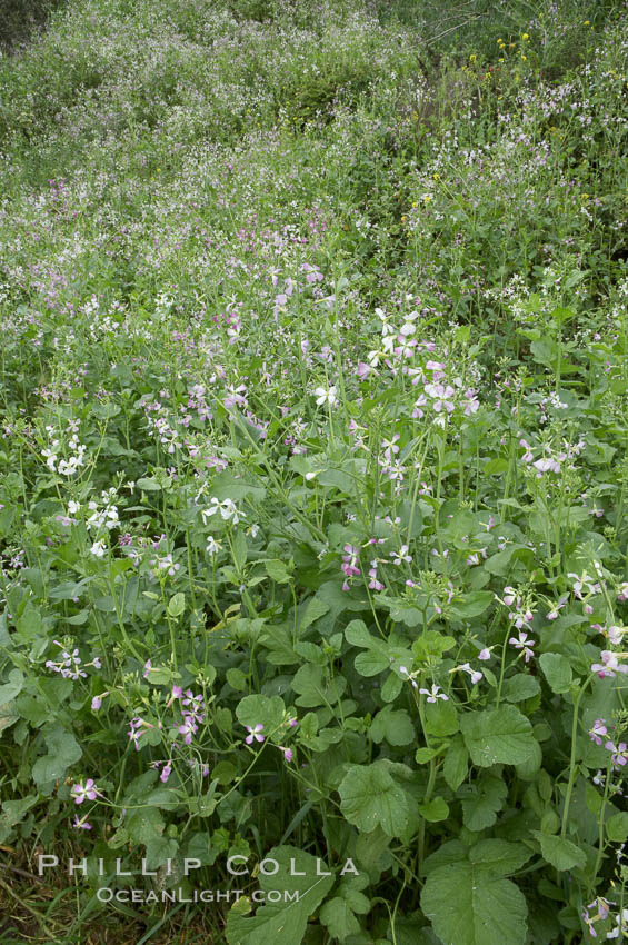 Wild radish blooms in spring, Batiquitos Lagoon, Carlsbad. California, USA, Raphanus sativus, natural history stock photograph, photo id 11474