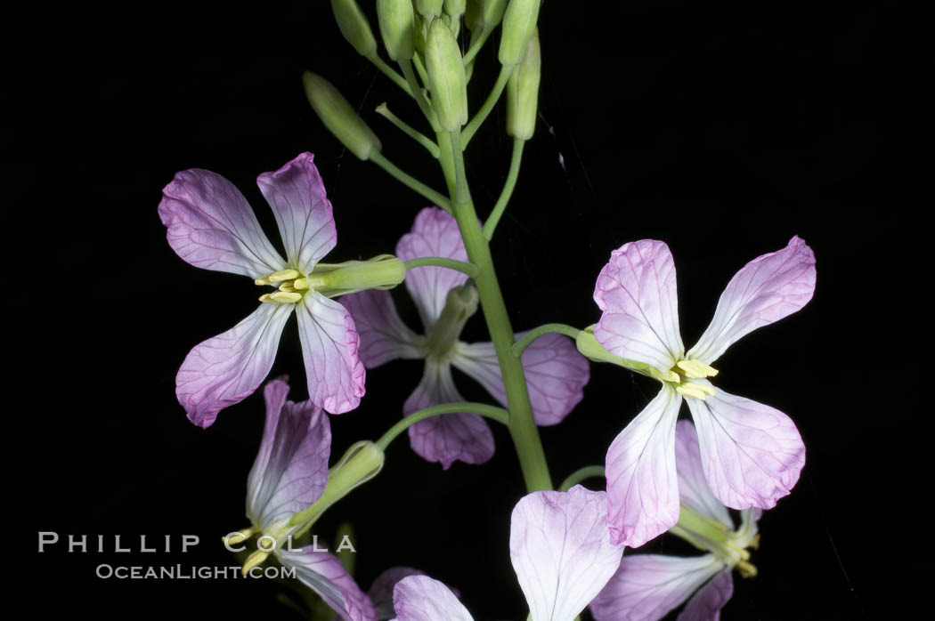 Wild radish blooms in spring, Batiquitos Lagoon, Carlsbad. California, USA, Raphanus sativus, natural history stock photograph, photo id 11480