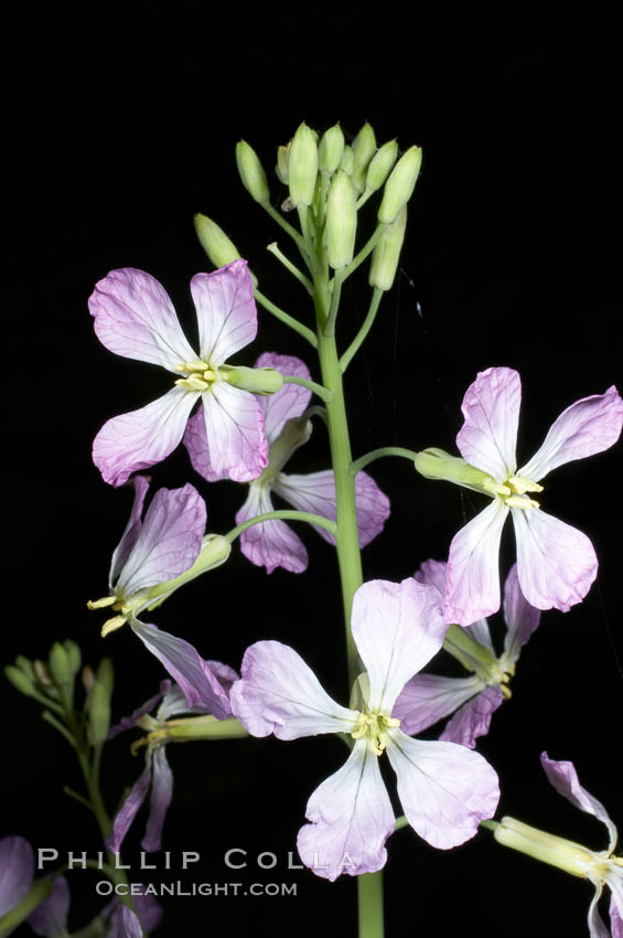 Wild radish blooms in spring, Batiquitos Lagoon, Carlsbad. California, USA, Raphanus sativus, natural history stock photograph, photo id 11477