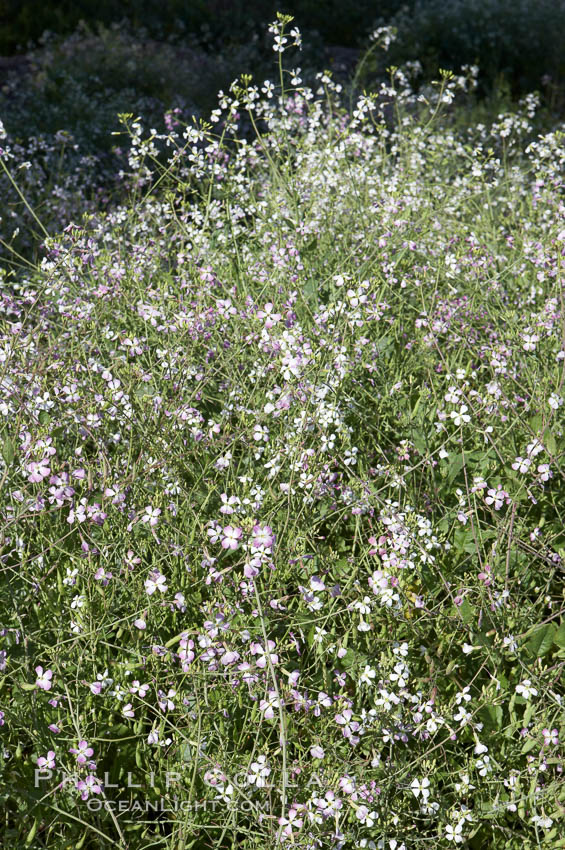 Wild radish blooms in spring, Batiquitos Lagoon, Carlsbad. California, USA, Raphanus sativus, natural history stock photograph, photo id 11472