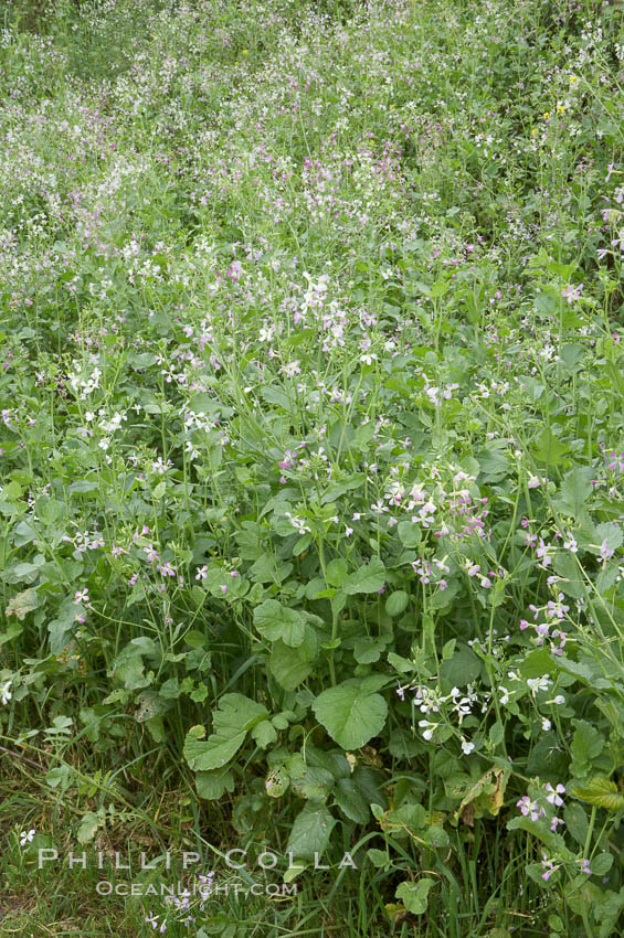 Wild radish blooms in spring, Batiquitos Lagoon, Carlsbad. California, USA, Raphanus sativus, natural history stock photograph, photo id 11484