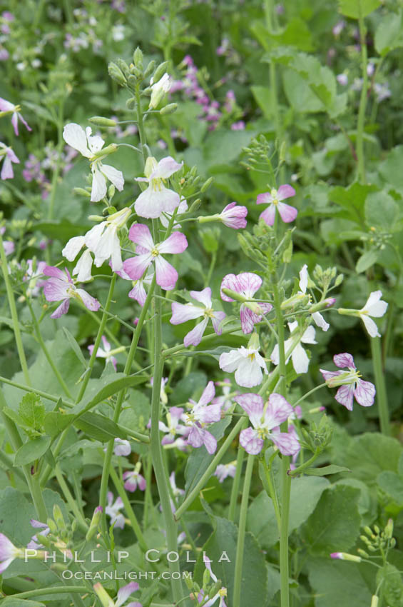 Wild radish blooms in spring, Batiquitos Lagoon, Carlsbad. California, USA, Raphanus sativus, natural history stock photograph, photo id 11475