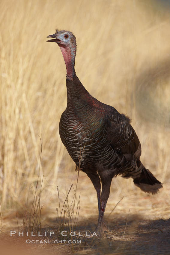 Wild turkey. Madera Canyon Recreation Area, Green Valley, Arizona, USA, Meleagris gallopavo, natural history stock photograph, photo id 22935