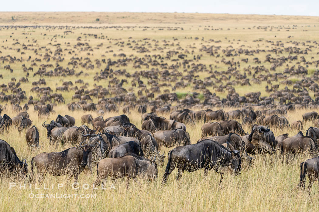 Wildebeest Herd in the Great Migration, Masai Mara, Kenya. Maasai Mara National Reserve, Connochaetes taurinus, natural history stock photograph, photo id 39631