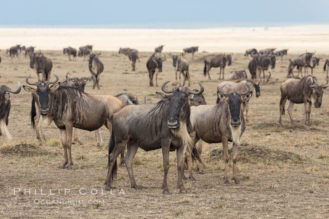 Wildebeest Herd, Maasai Mara National Reserve, Kenya., Connochaetes taurinus, natural history stock photograph, photo id 29778