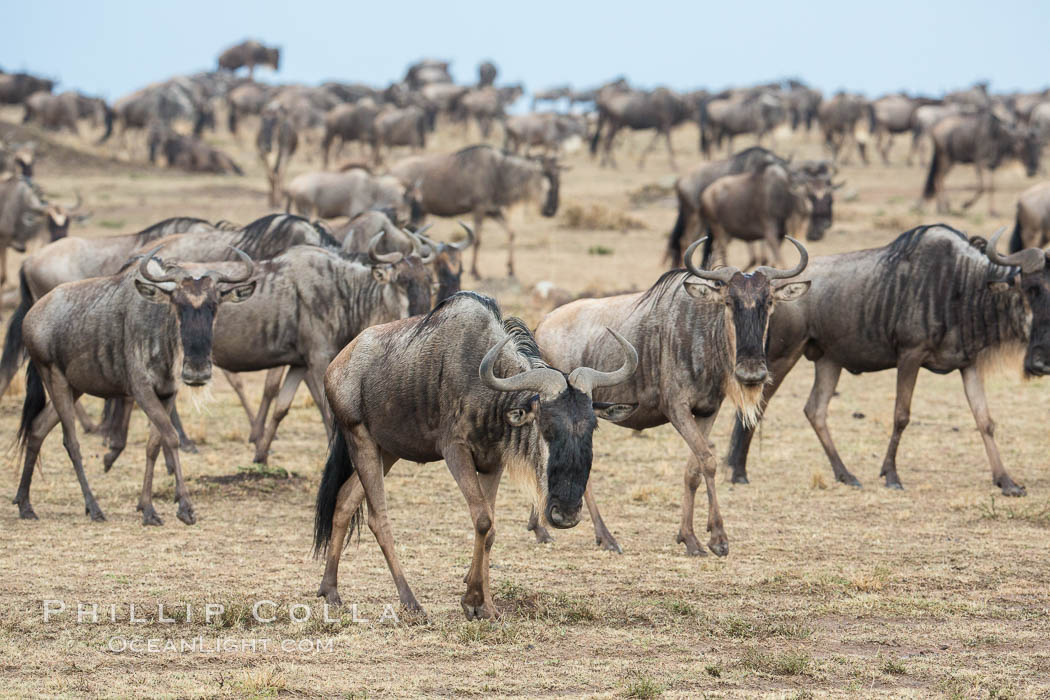 Wildebeest Herd, Maasai Mara National Reserve, Kenya., Connochaetes taurinus, natural history stock photograph, photo id 29776