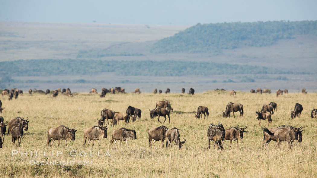 Wildebeest Herd, Maasai Mara National Reserve, Kenya., Connochaetes taurinus, natural history stock photograph, photo id 29888