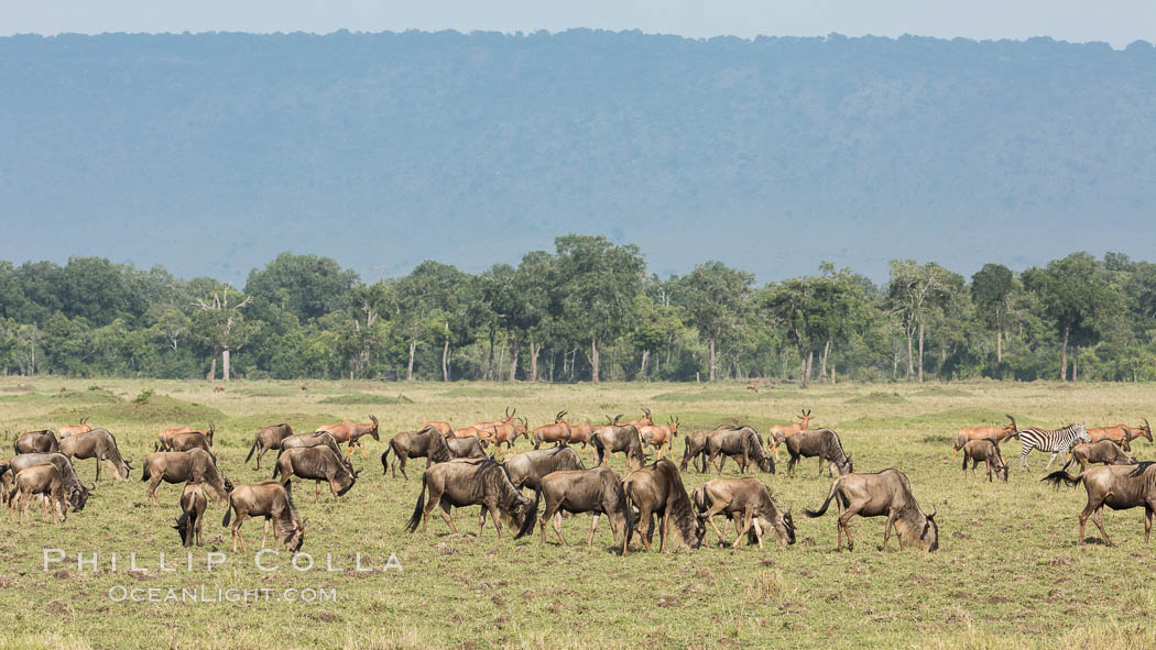 Wildebeest Herd, Maasai Mara National Reserve, Kenya., Connochaetes taurinus, natural history stock photograph, photo id 29968