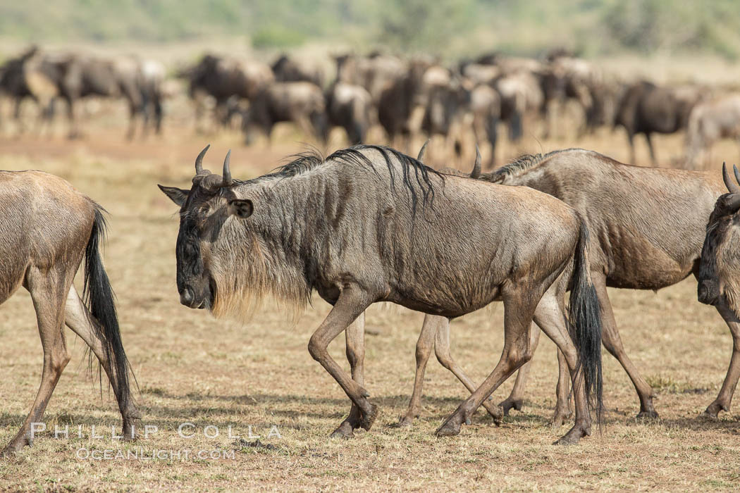 Wildebeest Herd, Maasai Mara National Reserve, Kenya., Connochaetes taurinus, natural history stock photograph, photo id 29779