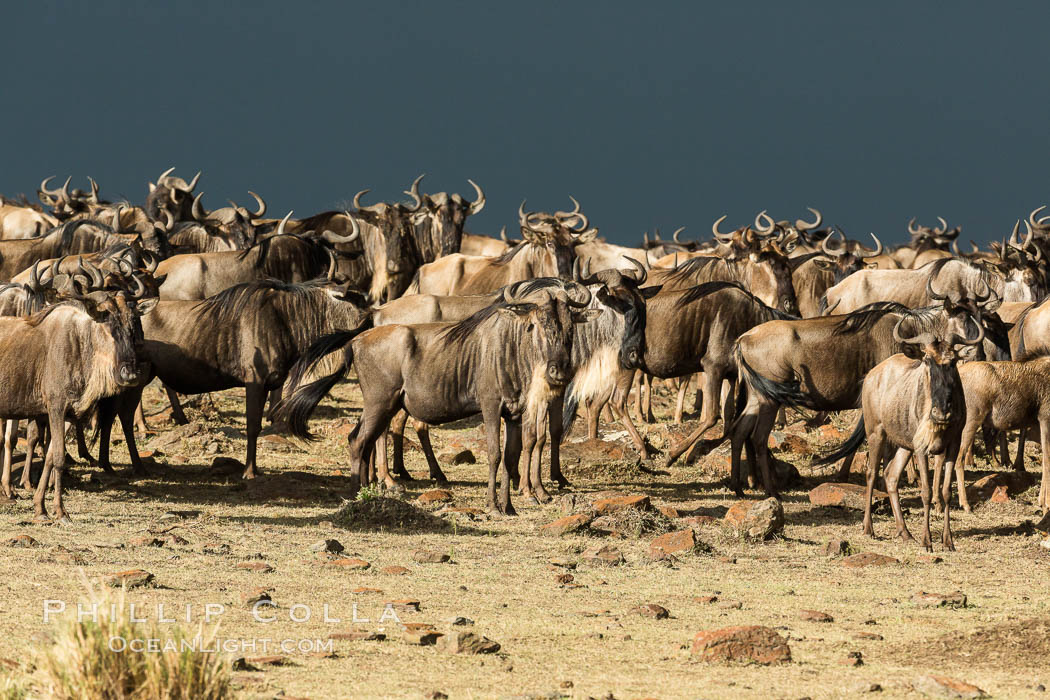 Wildebeest Herd, Maasai Mara National Reserve, Kenya., Connochaetes taurinus, natural history stock photograph, photo id 29783