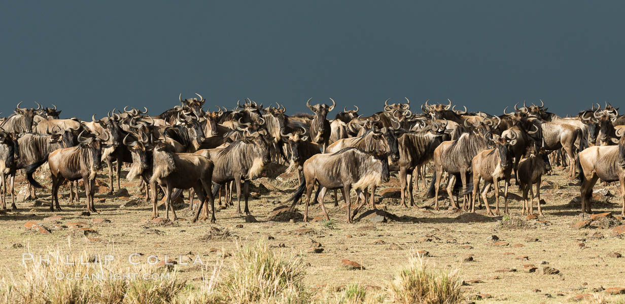 Wildebeest Herd, Maasai Mara National Reserve, Kenya., Connochaetes taurinus, natural history stock photograph, photo id 29781
