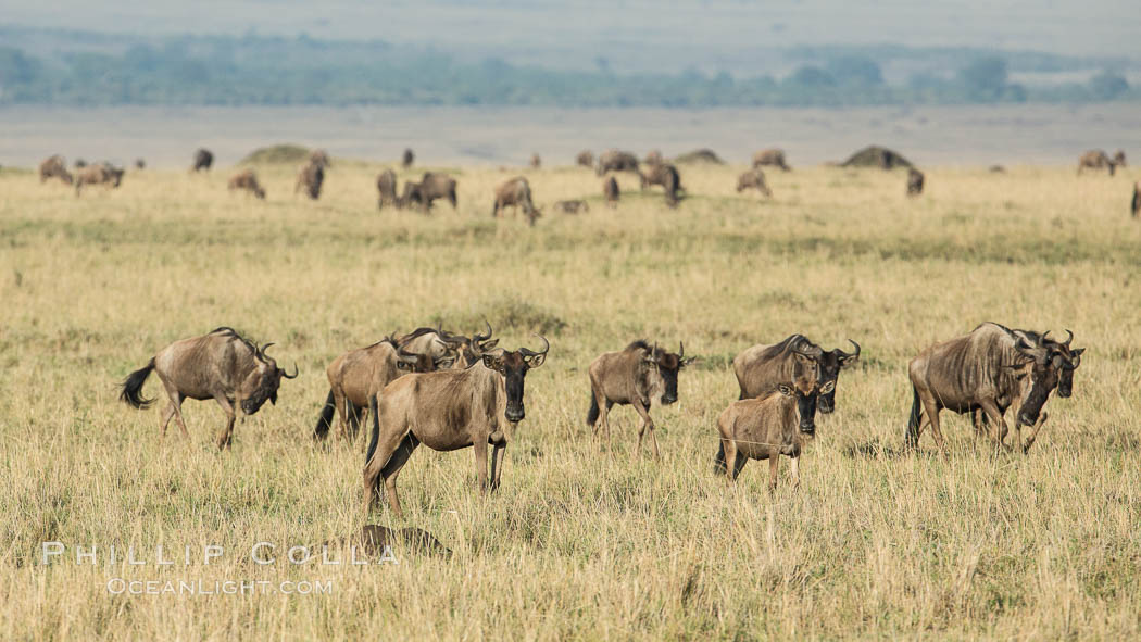 Wildebeest Herd, Maasai Mara National Reserve, Kenya., Connochaetes taurinus, natural history stock photograph, photo id 29889