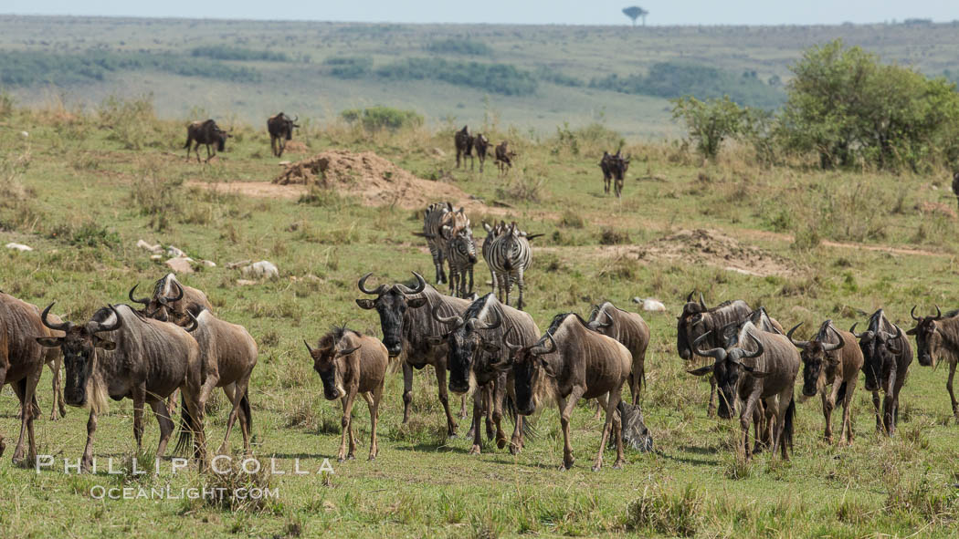 Wildebeest Herd, Maasai Mara National Reserve, Kenya., Connochaetes taurinus, natural history stock photograph, photo id 29909
