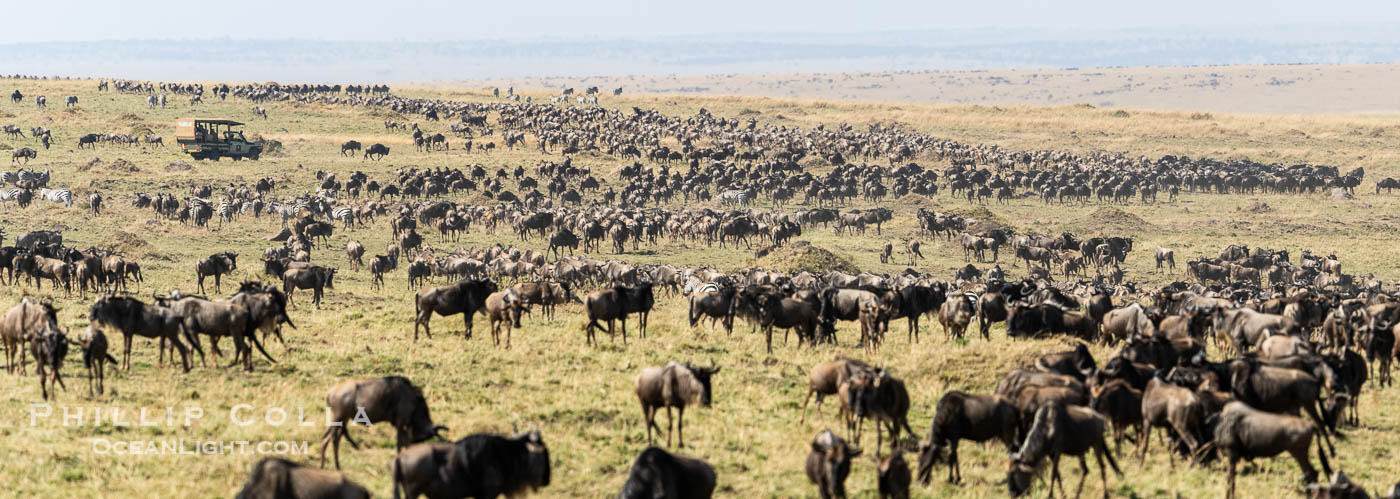 Wildebeest Migration in the Maasai Mara Reserve, Kenya. Maasai Mara National Reserve, Connochaetes taurinus, natural history stock photograph, photo id 39618