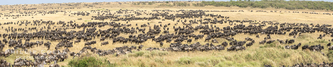 Wildebeest Migration in the Maasai Mara Reserve, Kenya. Maasai Mara National Reserve, Connochaetes taurinus, natural history stock photograph, photo id 39619