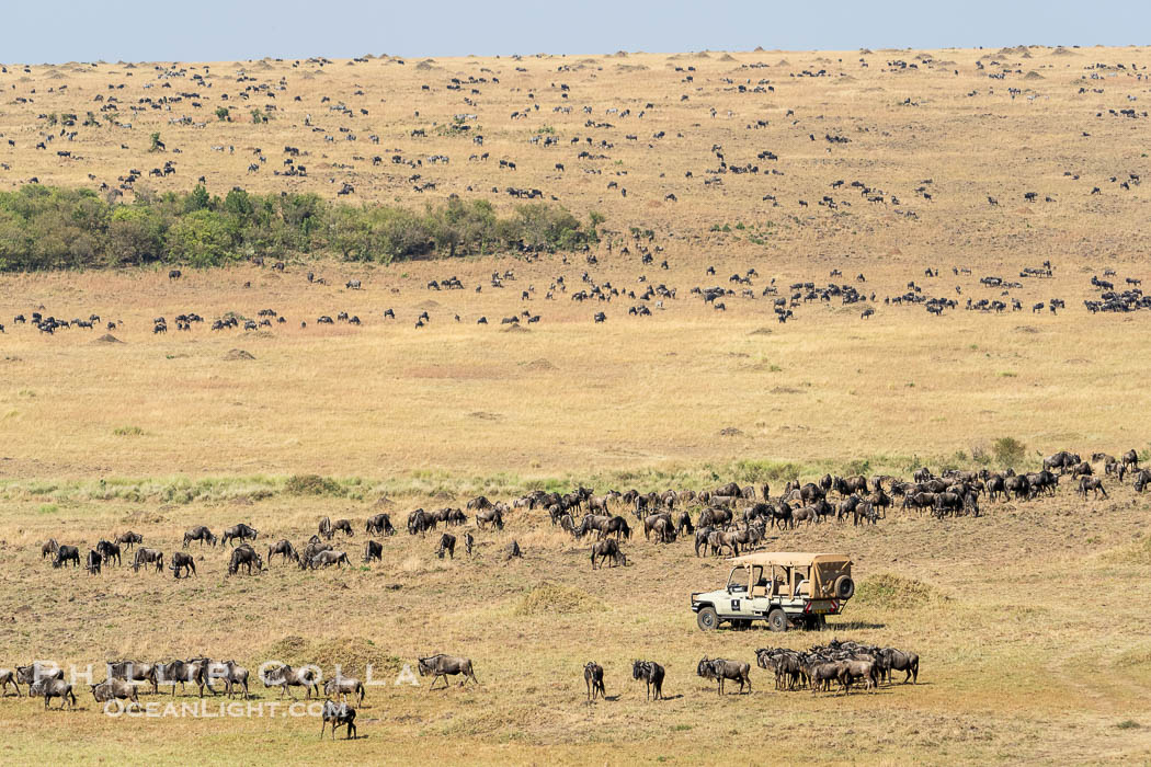 Wildebeest Migration in the Maasai Mara Reserve, Kenya. Maasai Mara National Reserve, Connochaetes taurinus, natural history stock photograph, photo id 39617